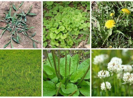 Weed Seedling Identification Guide.