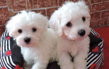 Registered Maltese puppies