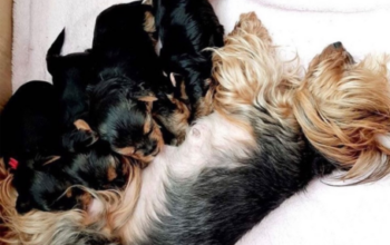 Teacup Yorkie Puppies for Sell