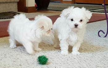 Healthy Home Trained Maltese Puppies
