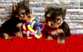 Teacup Yorkie puppies ready for their new homes