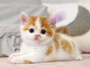 Cute munchkin kitten for sale