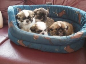 Great Shih Tzu Puppies available and ready