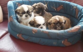 Great Shih Tzu Puppies available and ready