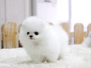 Cute White Adorable Pomeranian puppies