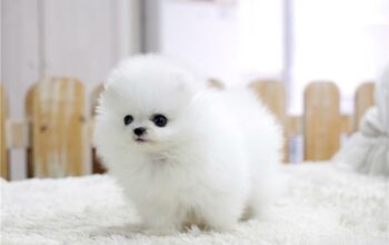 Cute White Adorable Pomeranian puppies
