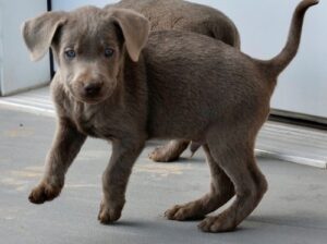 AKC Labrador Retriever puppies for sale