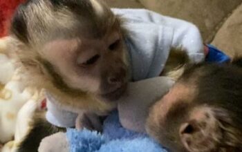 Healthy Male and Female Baby Capuchin monkeys