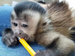 Adorable male capuchin Monkey