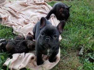 Two (2) awesome French Bulldog puppies