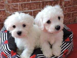 Gorgeous Teacup Maltese puppies