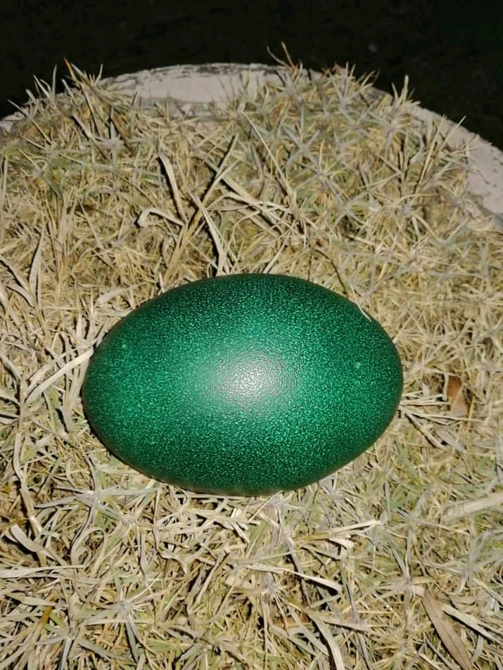 Emu fertile eggs
