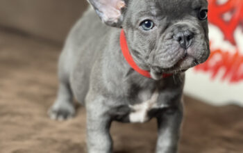 FRENCHIE PUPS text me at (720) 663-8237