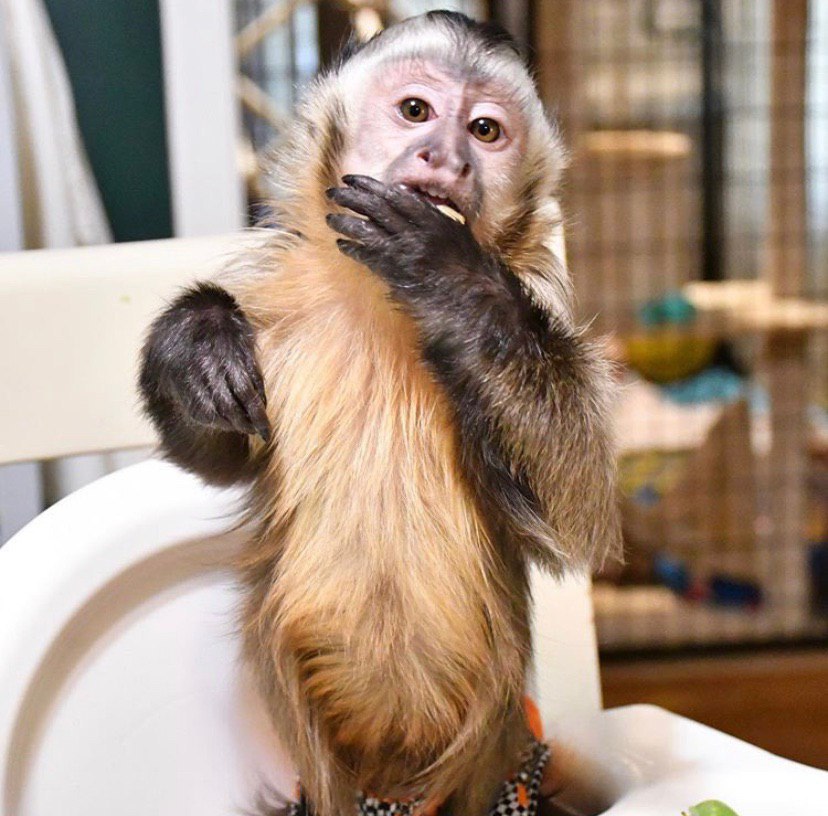 highly intelligent Capuchin monkey for sale