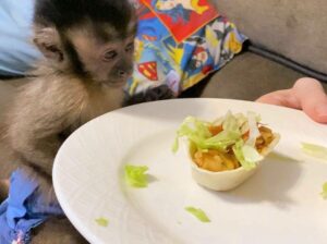 Get a Loving baby Capuchin Monkey ASAP