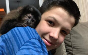 Re-home a loving baby Capuchin Monkey asap