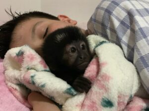 Accurate female Capuchin monkey now!