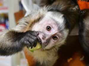 Capuchin monkey need a new