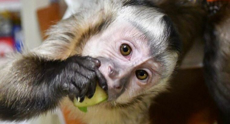 Capuchin monkey need a new