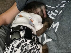 Get an adorable Baby Capuchin Monkey to re-home