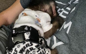 Capuchin monkey need a new home