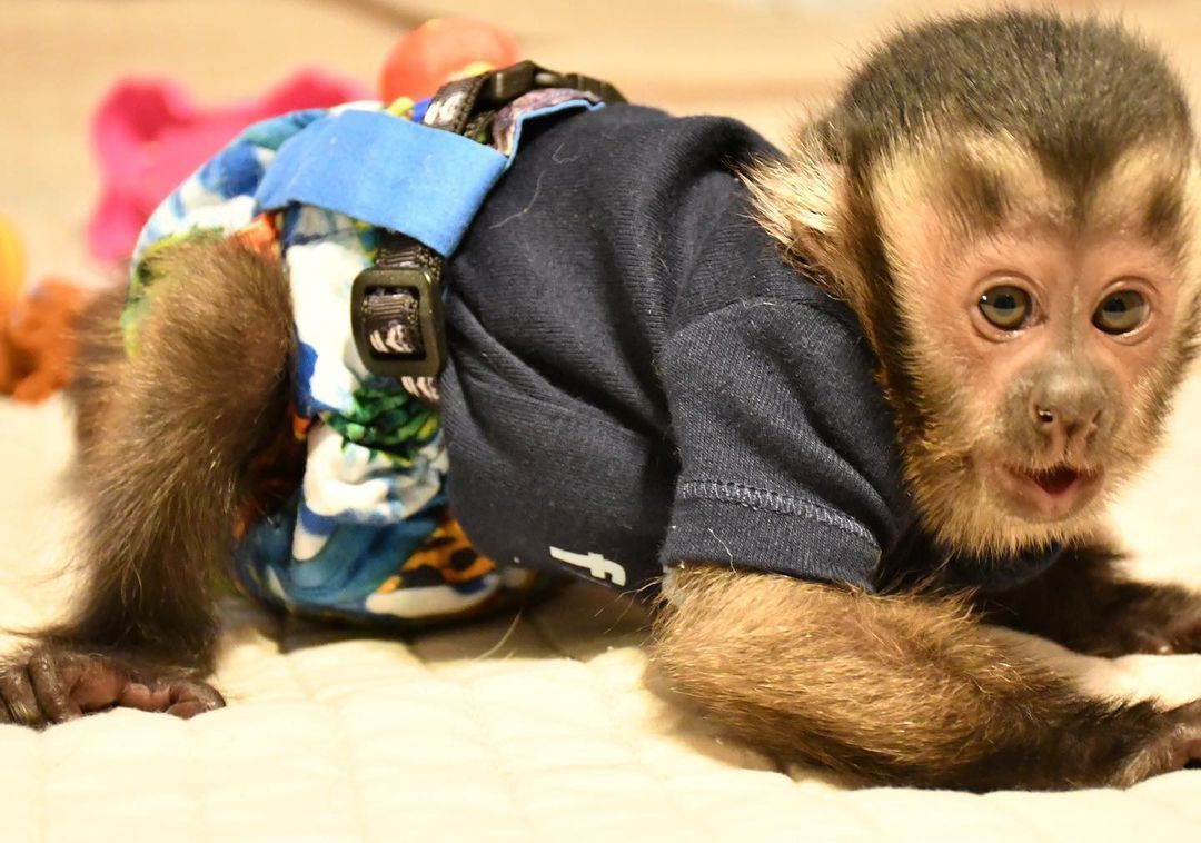 capuchin monkey pet