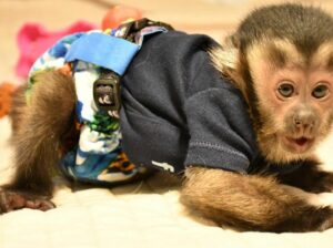 Capuchin monkey Male and female