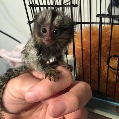 Baby marmosets, males and females available.