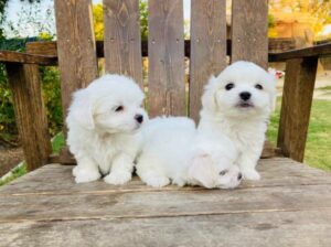 Adorable maltese pups