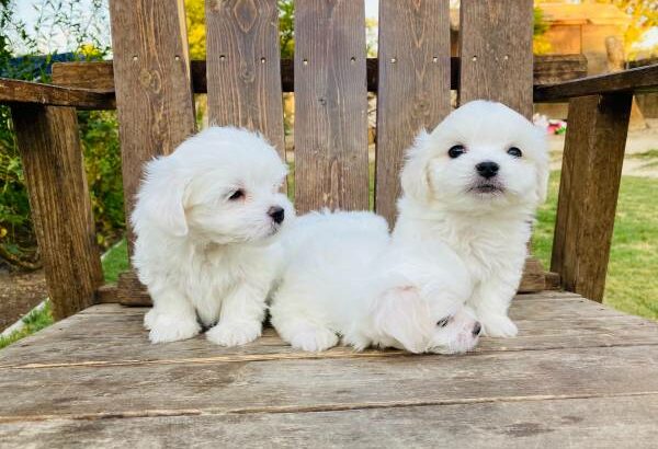 Adorable maltese pups