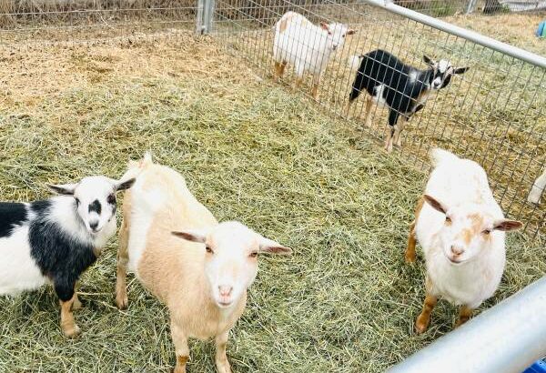 Boer goats for sale , ewe lambs