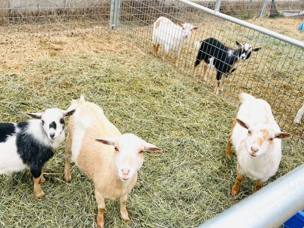 Boer goats for sale , ewe lambs