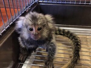Marmoset Monkey for sale