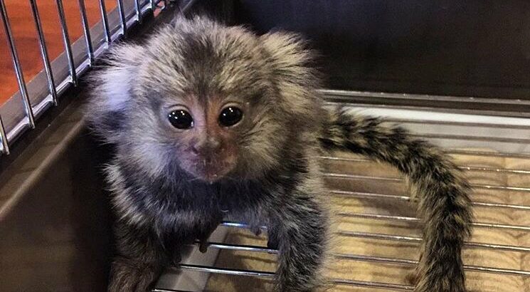 Marmoset Monkey for sale