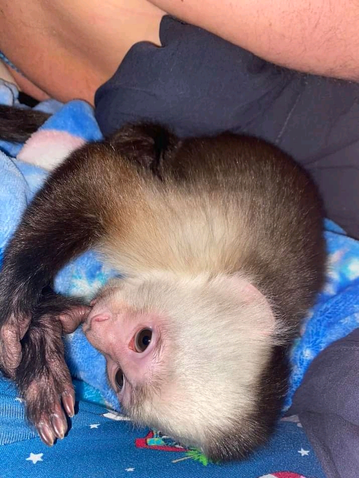 Capuchin monkey adoption