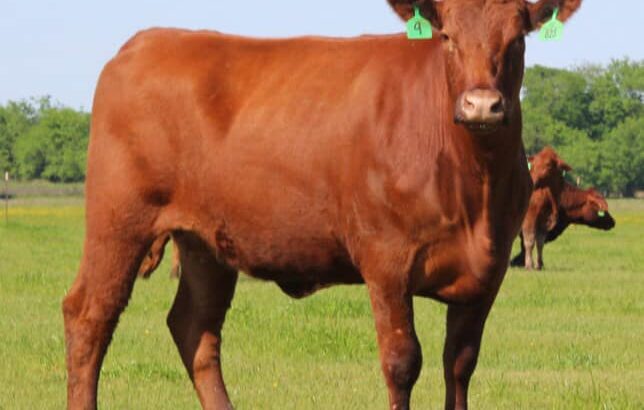 top quality cattle and othe livestock available