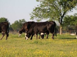 top quality cattle and othe livestock available