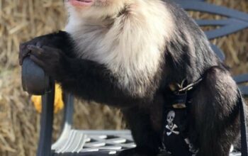 Healthy and socialized male and female capuchin