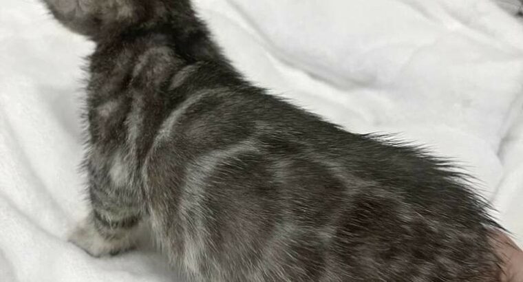 Silver Bengal Kitten Ready to go