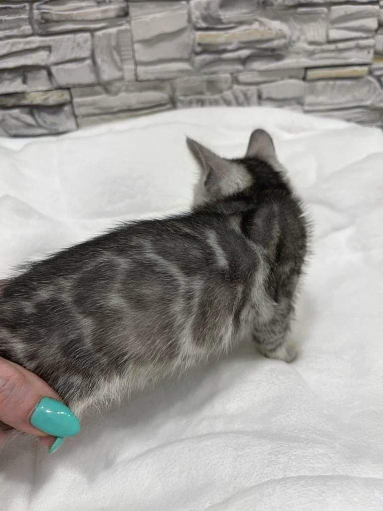 Silver Bengal Kitten Ready to go