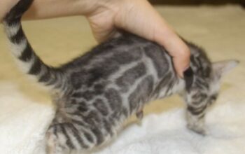 Cute Silver Bengal kitten Ready for a new home