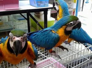 Comes With Rings Blue And Gold Macaw Parrots For S