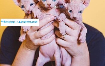 Sphynx cats for upcoming Christmas