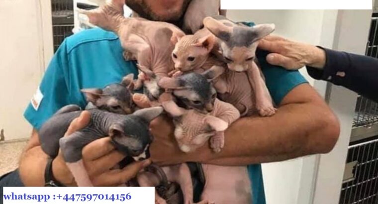 Sphynx cats for upcoming Christmas