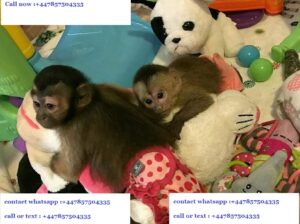 Male And Female Capuchin Monkeys For Ready Homes