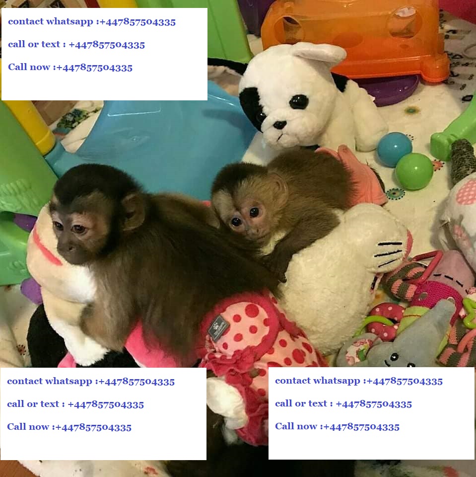 Male And Female Capuchin Monkeys For Ready Homes