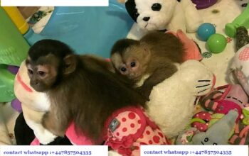 Friendly Male And Female Capuchin Monkeys