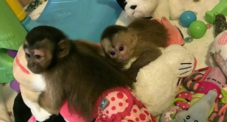 Cute Male And Female Capuchin Monkeys