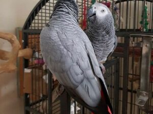 Talking Congo African Grey Parrots For Sale