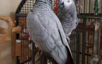 Talking Congo African Grey Parrots For Sale